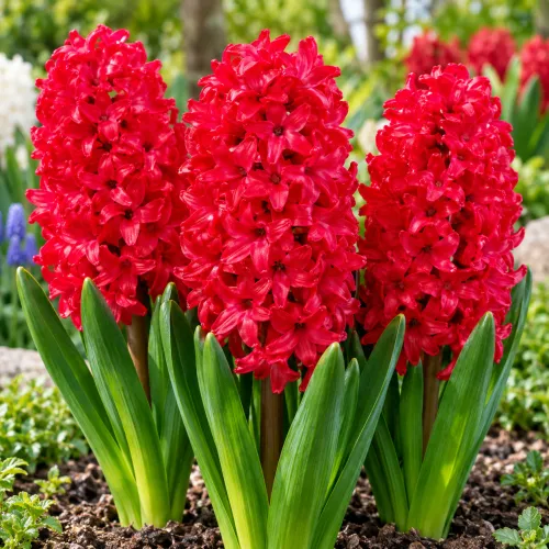 Hyacint Red Magic – tmavočervený voňavý