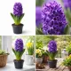  Hyacinth v kvetináči Purple Sensation 
