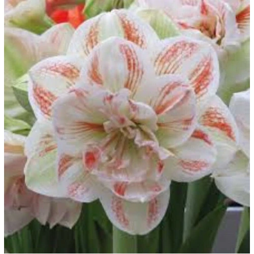 Amaryllis Nymph 