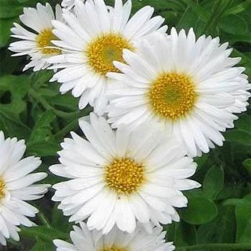 Aster White  