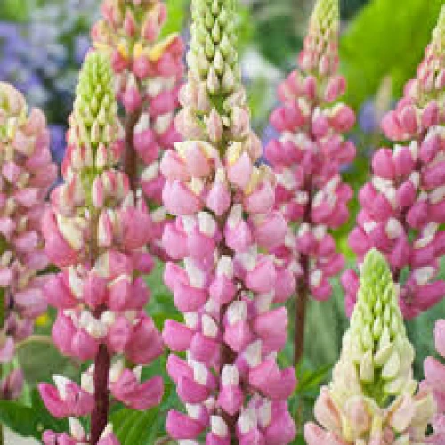 Lupin pink 