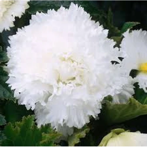 Begonia Fimbriata White  