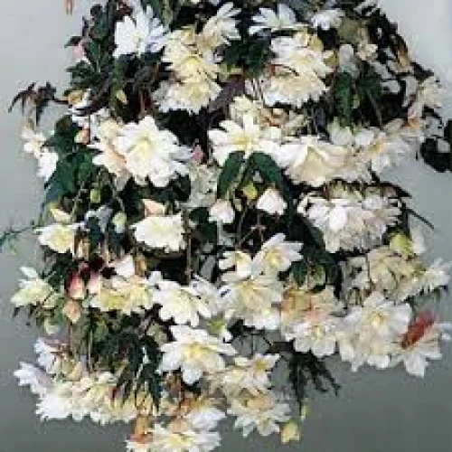 Cascade Pendula  White 