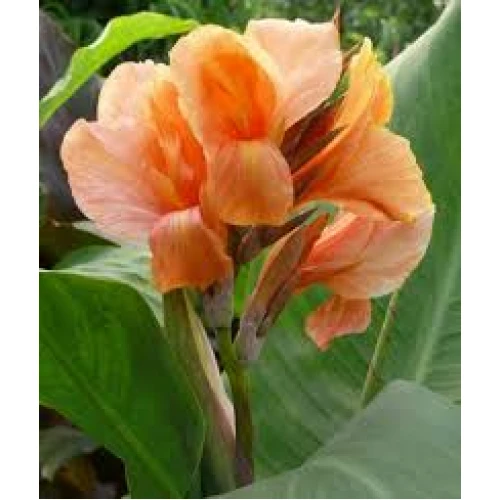 Peach Blush 