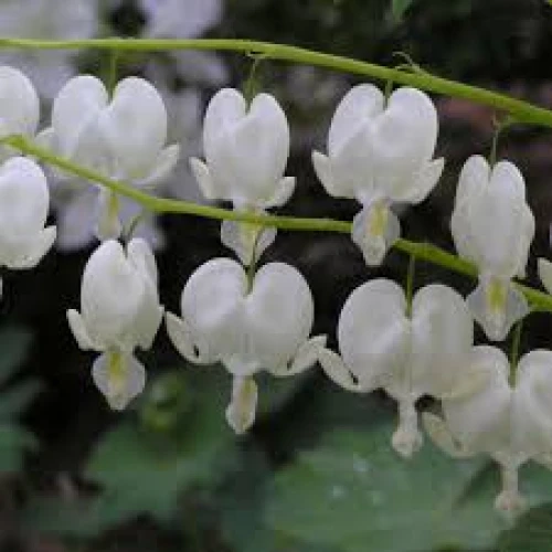 Spectabilis Alba