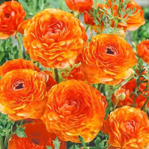 Ranunculus Orange 
