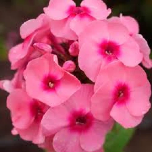 Phlox Pink