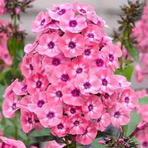 Phlox Pink
