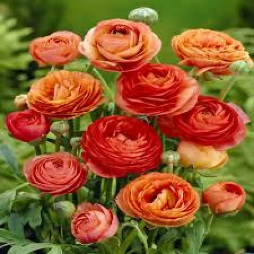 Ranunculus Orange 
