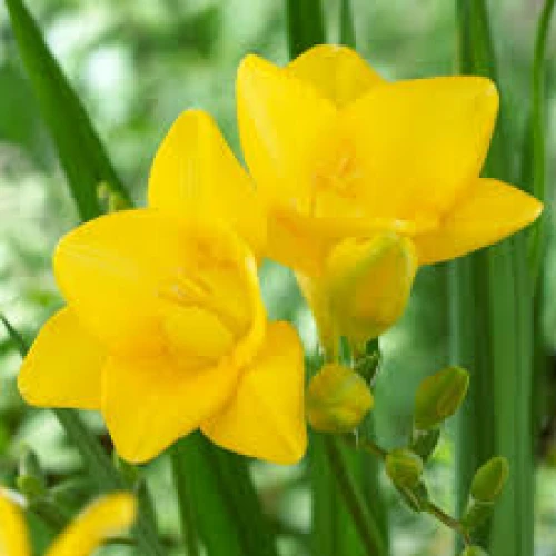 Freesia double Yellow  