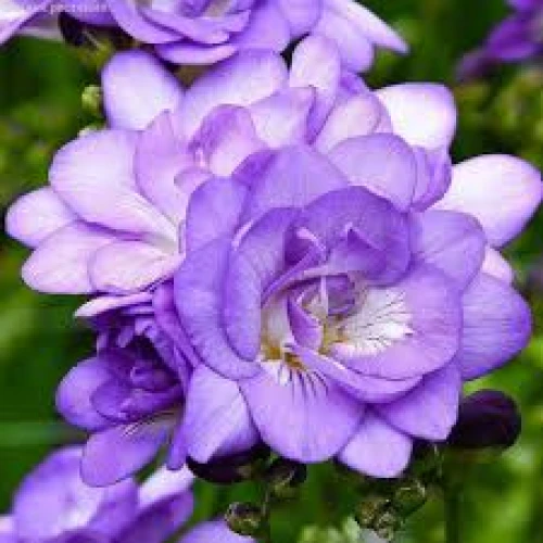 Freesia double blue