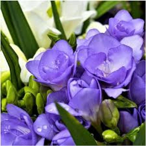 Freesia double blue