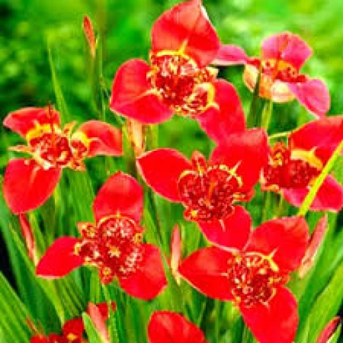 Tigridia Red 