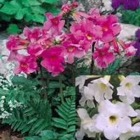 Incarvillea 