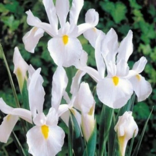 Iris Hollandica White Excelsior