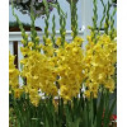 Gladiolus Jacksonville Gold 
