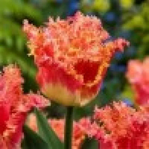 Tulip Joint Devision