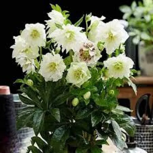 Helleborus  Double Ellen White