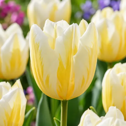 Tulipán Flaming Coquette – krémovo-žltý
