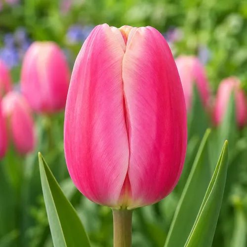 Tulipán Jumbo Beauty – ružový triumph