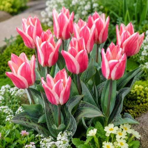 Tulipán Plaisir – červeno-krémový Greigii