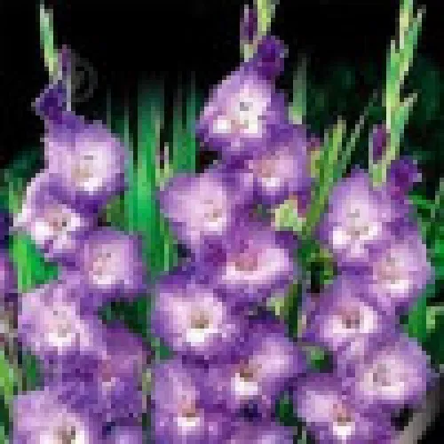 Gladiolus Kings Lynn 