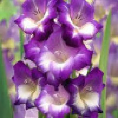 Gladiolus Kings Lynn 