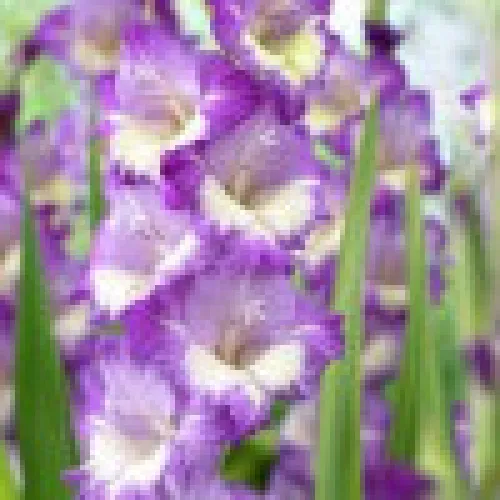 Gladiolus Kings Lynn 