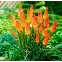 Kniphofia