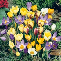 Crocus Botanikal / Krokus Botanicky