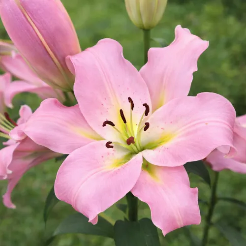 OT ľalia Bellamonte – cibuľa