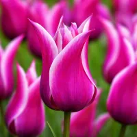 Lily-Flowered/Laliový