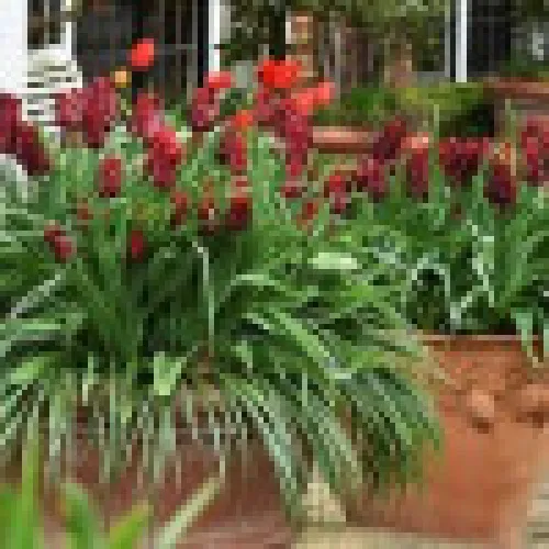 Tulipan Lasting Love 