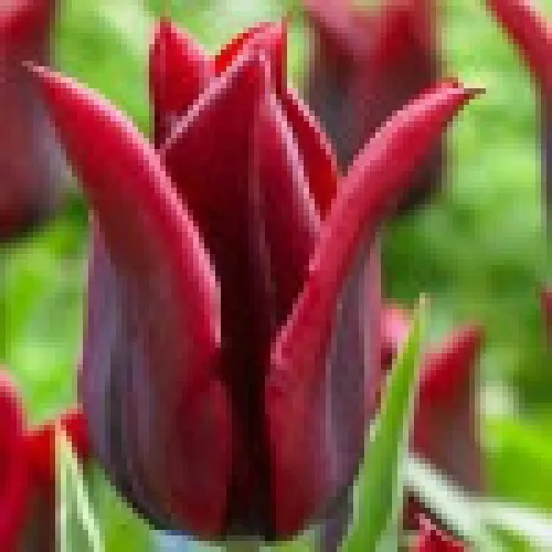 Tulipan Lasting Love 