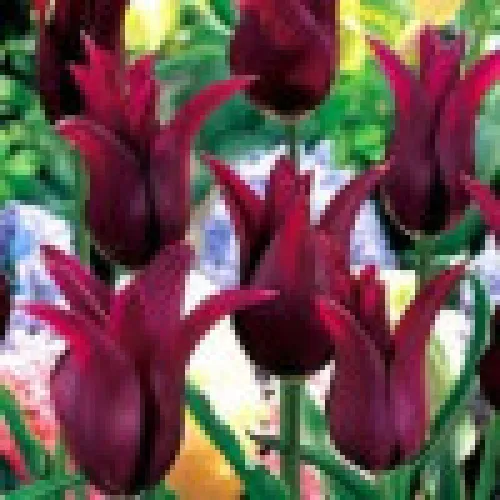 Tulipan Lasting Love 