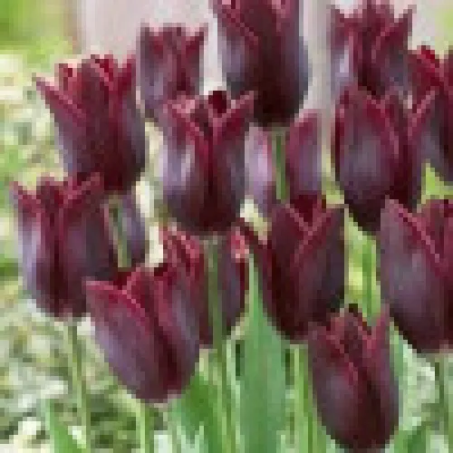 Tulipan Lasting Love 