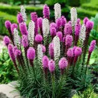 Liatris 
