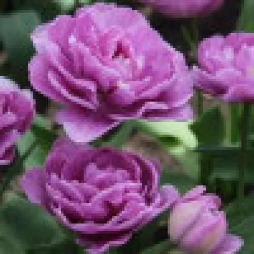 Tulipan Lilac Perfection 
