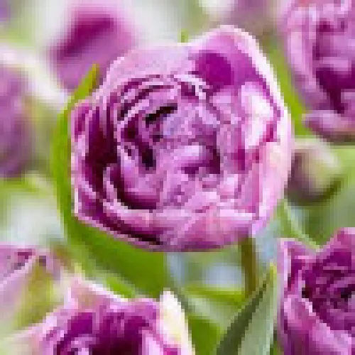 Tulipan Lilac Perfection 