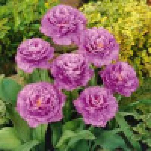 Tulipan Lilac Perfection 