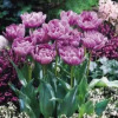 Tulipan Lilac Perfection 