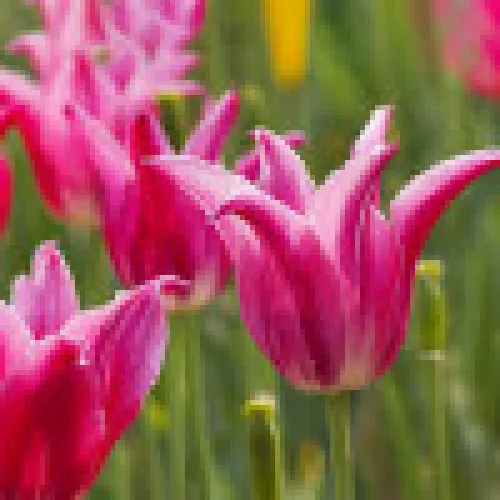 Tulipan Lilyrosa 