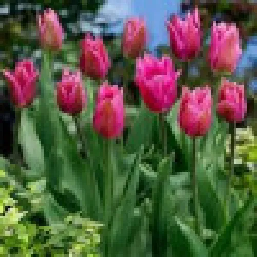Tulipan Lilyrosa 