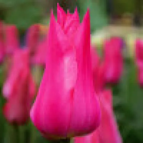 Tulipan Lilyrosa 