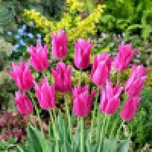 Tulipan Lilyrosa 