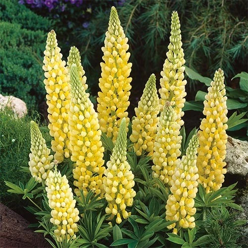 Lupin Yellow 