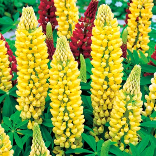 Lupin Yellow 