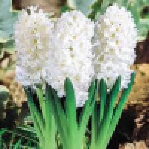Hyacinth Madame Sophie 