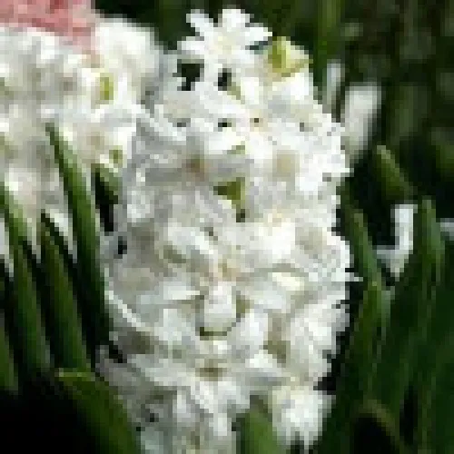 Hyacinth Madame Sophie 