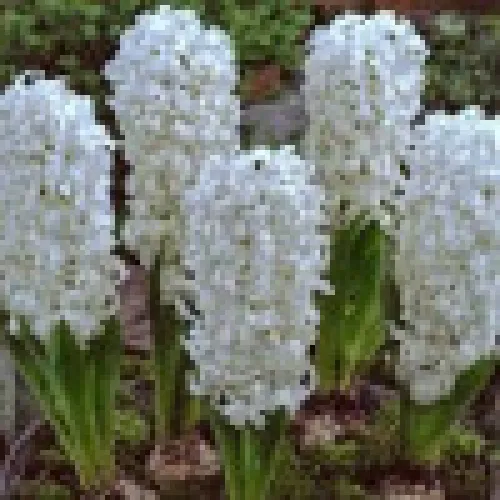 Hyacinth Madame Sophie 